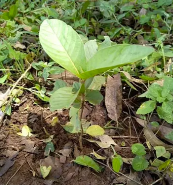 Dunia, the Fincons Guava Tree