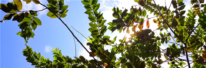 Standing tall for the environment